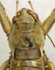 CollectionObject 1535136; b141e4c8-66fe-4a7e-bd82-0067d2df359b: female pronotum, dorsal view (holotype). (CollectionObject).
