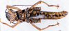 CollectionObject 1566398; 6f92decc-86ec-4fd1-a76c-d5130bc37fd2: male, ventral view (syntype). (CollectionObject).