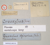 CollectionObject 1558176; 19a9cf87-574a-4d72-a8d6-250e92251cda: copyright Natural History Museum, London. male, data labels of synonym Phasma corniceps (holotype). (CollectionObject).