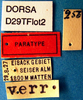 Decticus verrucivorus brevipennis Götz, 1970: female labels (paratype). (Otu).