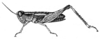 Phaulacridium vittatum (Sjöstedt, 1920): Fig. 3. female Biformalia vittata forma brachyptera (body length 16 mm, with elytra 20 mm). (Otu).