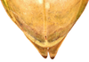 CollectionObject 1586482; 92dd25be-86b6-4562-9d3b-7f8bfd4968b9: copyright IMQC. female: end of abdomen, dorsal view (holotype). (CollectionObject).
