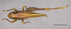 CollectionObject 2072607; 89554464-8ccc-44d5-a347-e6a9bdef5010: Female, dorsal view. (CollectionObject).
