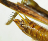 CollectionObject 1498679; 6e7b514c-59f4-4060-ae6b-b34e8b1250b5: male abdomen tip, lateral view. (CollectionObject).