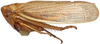 Habitus, lateral view: Pendarus magnus, lateral habitus (INHS). (Observation).