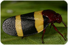 Cercopidae from Brazil. Depicts Live specimen, an Observation.