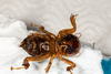 CollectionObject 1532484; d5bf0df3-3594-4eaf-923b-15ef81833a40: female, ventral view (holotype). (CollectionObject).