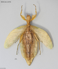 CollectionObject 1588244; MNCN(SF IMPORT DUPLICATE) 110705, bc1708c3-463b-4c5b-a1bc-b53609e7eab1: copyright MNCN, Madrid. female, dorsal view (holotype). (CollectionObject).