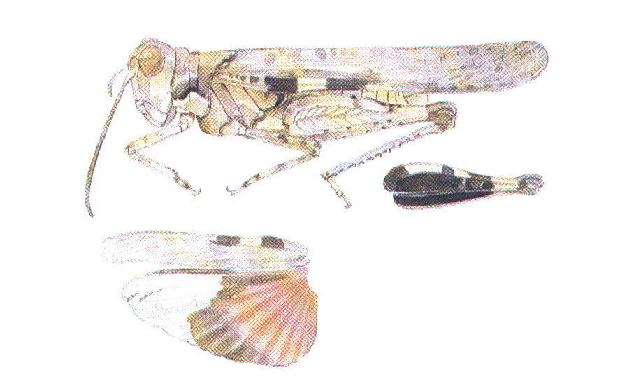 habitus and wings. Depicts Mestobregma terricolor Rehn, 1919, an Otu.