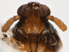 Head: !! display not done !! on Pissonotus dentatus Morgan & Beamer, 1949: (Observation).