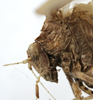 CollectionObject 1539799; 06d10633-24b9-4b22-95b2-13e7711f824e: female pronotum lateral (holotype) - http://coldb.mnhn.fr/catalognumber/mnhn/eo/ensif802. (CollectionObject).