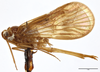 Habitus, lateral view on Cibrica longispinosa (Van Stalle, 1984): (Observation).