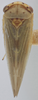 Habitus, dorsal view: !! display not done !! on Agalliopsis (Agalliopsis) novella (Say, 1831): Dorsal. (Observation).