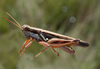 Dichroplus exilis Giglio-Tos, 1894: male. (Otu).
