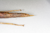 CollectionObject 1584034; fe072f9b-b2c7-490d-8271-509c3f32489d: Copyright ZSMC, Munich. female: end of abdomen, lateral view (holotype). (CollectionObject).