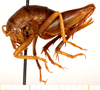 CollectionObject 1499655; e33f6f3f-9f82-4997-b62f-9d3b83bfa842: female, lateral view (allotype). (CollectionObject).