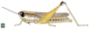 Coryphosima stenoptera stenoptera (Schaum, 1853): Page 199, Figure 1. female habitus (Coryphosima brevicornis). (Otu).