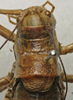 CollectionObject 1535947; 68717e0d-0d0f-4786-862b-46189a8daa14: female pronotum, dorsal view (syntype). (CollectionObject).