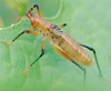 CollectionObject 1503561; 5fa0336c-c004-44ca-848e-b92eb41e4b76, cbt017s01: 1997, photo staged during day. male (holotype). (CollectionObject).