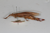 CollectionObject 1506605; d59d0844-5172-49d0-80fc-1d5d78458bb9: female, lateral view (syntype #3). (CollectionObject).