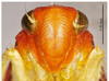 Head on Convexana rufa Li, 1994: (Observation).