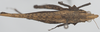 CollectionObject 1516352; 4b2c86d3-cd63-4e68-87cf-c3933ecd1a2d: female, dorsal view (no type). (CollectionObject).