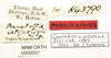 CollectionObject 1575707; NHRS NRM-ORTH 9351, 524a4c77-e746-435b-9fe0-8d93251fa893: labels (paralectotype of Paratettix latifastigii). (CollectionObject).