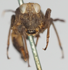 CollectionObject 1580298; 223222a7-b9b0-4ab2-8894-eee681f9f696: female, frontal view (paratype of Phaestus sumatrensis). (CollectionObject).