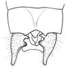 Eriolus duplidentis Naskrecki, 2000: male cerci. (Otu).