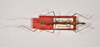 CollectionObject 1563547; 4cb63eca-55a4-4bab-a3eb-d42f21ed2c3e: copyright ZMHB, Berlin. female, dorsal view (paratype). (CollectionObject).