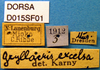 CollectionObject 1505096; 36d5f59e-0d57-4186-8afa-f2eb570de1a8, DORSA D015SF01: labels. (CollectionObject).