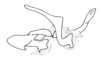 Syntomacris vittipennis Walker, 1870: Fig. 7. ectophallus and endophallus, lateral view. (Otu).