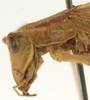 female head and pronotum, lateral view. Depicts CollectionObject 1582907; 6527a3ed-7d44-4b3e-8a24-0cf5657bf51e, a CollectionObject.