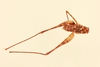 CollectionObject 2069339; 6d886fd4-0cc0-4dc6-b03c-dd3e5b92b455, NHMUK012505201: male, dorsal view (paralectotype). (CollectionObject).
