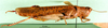 CollectionObject 1502146; 480116cb-cef4-4055-bf46-74b3f9736f4f: female, lateral view, paralectotype. (CollectionObject).