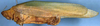 CollectionObject 1516792; 8f0fa74c-5a14-4dc0-bf58-4b195b214fe5: female, lateral view (syntype). (CollectionObject).