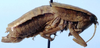 CollectionObject 1567550; abcc2d97-4ee9-4363-9b3e-718dde247c36: female, lateral view (allotype). (CollectionObject).