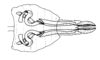 Clarazella bimaculata (Giglio-Tos, 1894): Fig. 35. cingulum and endophallus, ventral view. (Otu).