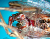 CollectionObject 1500251; d0cceb85-0478-496c-adf5-f295de71aa97: male cerci (syntype). (CollectionObject).