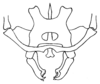 Pseudotrigonidium (Tripsegonium) javanicum (Chopard, 1954): Fig. 11. copulatory organ. (Otu).