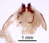 CollectionObject 1522768; 5685d436-8aef-492a-ae3f-38625480179e: Male genitalia, ventral view (holotype). (CollectionObject).