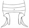 Ceuthophilus (Ceuthophilus) kansensis Hubbell, 1936: Fig. 600. male abdomen tip. (Otu).