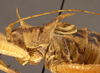 CollectionObject 1507301; 2ffb8170-57c1-4f57-8679-a1f8ed8fd16e: male pronotum, lateral view (holotype). (CollectionObject).