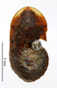 CollectionObject 1587144; MNHN(SF IMPORT DUPLICATE) MNHN-EP-EP1008, a9097de2-4855-476d-9d8b-e8c6f8ffee51: CC BY-NC-ND 4.0/MNHN - Depraetere Marion - 2014. Syntype, female, of semilimbata Saussure & Zehntner, 1895. Specimen number: MNHN-EP-EP1008. http://coldb.mnhn.fr/catalognumber/mnhn/ep/ep1008. (CollectionObject).