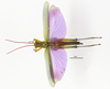 CollectionObject 1588724; d5ea19c9-d183-4dda-979a-c71f6e5f5c72: male, dorsal view. (CollectionObject).