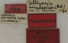 CollectionObject 1567298; 1d0f687f-8852-4cfe-afc1-3884599ce7c8: labels (paralectotype). (CollectionObject).