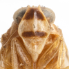 Head: (Observation).
