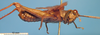 CollectionObject 1538325; aabbef28-c045-450b-9664-83088bbf36f4: male, lateral view (holotype). (CollectionObject).