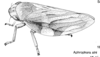 Habitus, lateral view: !! display not done !! on Aphrophora (Aphrophora) alni (Fallén, 1805): (Observation).