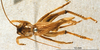 CollectionObject 1505171; b4db2125-5729-41a3-b86d-521fa11e5152, DORSA D014SF01: female, dorsal view. (CollectionObject).